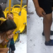 Passageiro fica só de cueca após limpa no ônibus 678, em Manaus: ‘Tocaram o terror’; vídeo