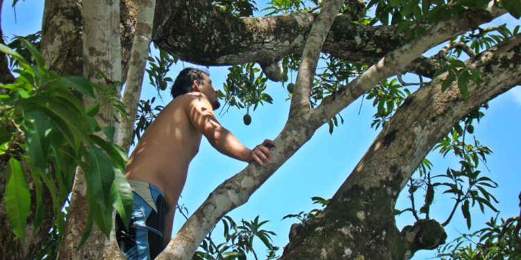 Homem morre após tentar pegar manga em sítio no Amazonas