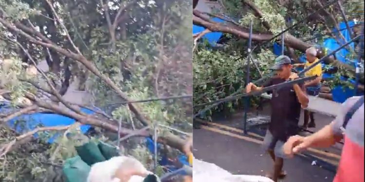 Vídeo: Árvore cai em cima de feira do bairro Aparecida, em Manaus