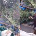 Vídeo: Árvore cai em cima de feira do bairro Aparecida, em Manaus