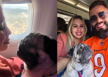 Tutora que teve viagem de cão negada em cabine consegue reverter situação na Justiça