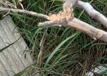 Vídeo: sem roupa, mulher dos cabelos ruivos é jogada de barranco em Manaus