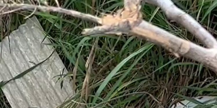 Vídeo: sem roupa, mulher dos cabelos ruivos é jogada de barranco em Manaus