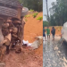 Vídeo: Homem morre após micro-ônibus capotar durante chuva na AM-010