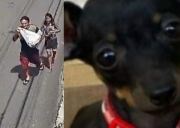 Vídeo: polícia procura casal que furtou cadela em Manaus