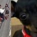 Vídeo: polícia procura casal que furtou cadela em Manaus