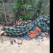 Vídeo: Corpo dentro de rede é encontrado jogado no ramal do Brasileirinho, Zona Leste de Manaus