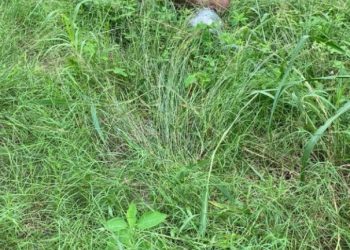 Vídeo: bandidos amarram homem e batem nele até a morte em Manaus