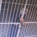 Vídeo: Trio é preso por furto em clínica na avenida Joaquim Nabuco, avaliado em R$ 300 mil