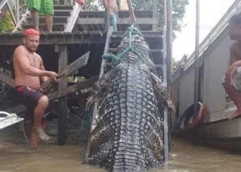 Jacaré capaz de triturar ossos com uma dentada é capturado na Amazônia