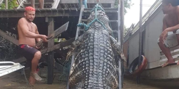 Jacaré capaz de triturar ossos com uma dentada é capturado na Amazônia