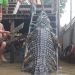 Jacaré capaz de triturar ossos com uma dentada é capturado na Amazônia