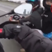 Motociclista grava ladrão o rendendo e roubando moto Kawasaki: ‘Vai morrer, desgraçado’; veja