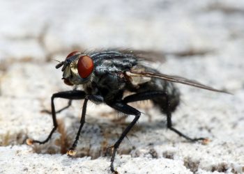 Virose da Mosca pode causar febre e diarréia. Governo emite alerta.