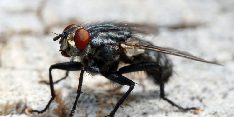 Virose da Mosca pode causar febre e diarréia. Governo emite alerta.