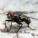 Virose da Mosca pode causar febre e diarréia. Governo emite alerta.