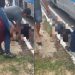 Passageiros de ônibus revidam assalto em Manaus