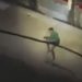 Vídeo: bandidos jogam homem da ponte, mas ele se pendura em cabo e sobrevive