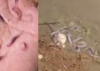 Homem fica assustado com candirus devorando carne no rio Madeira: ‘Pior que piranha. Tu é doido’; vídeo