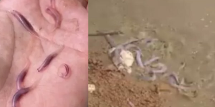 Homem fica assustado com candirus devorando carne no rio Madeira: ‘Pior que piranha. Tu é doido’; vídeo