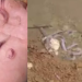 Homem fica assustado com candirus devorando carne no rio Madeira: ‘Pior que piranha. Tu é doido’; vídeo