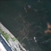 Vídeo: Após ser torturado pelo ‘Tribunal do Crime’, homem cai morto em igarapé na Compensa