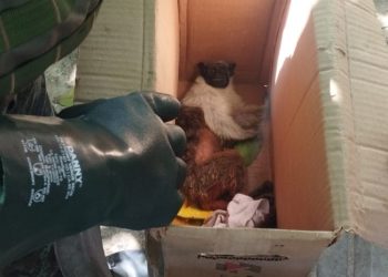 Sauim-de-coleira leva choque e fica ferido em Manaus