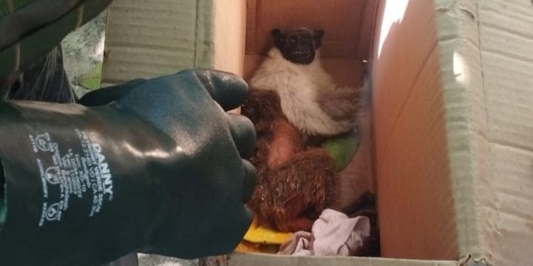 Sauim-de-coleira leva choque e fica ferido em Manaus