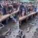 VÍDEO: Paraenses confundem esgoto com mangue e se sujam de b0st@