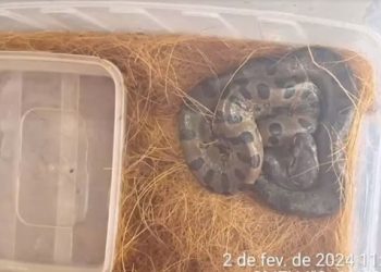 Animais silvestres que estavam sendo traficados para Porto Velho são resgatados