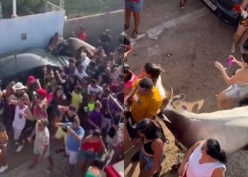 Vaca surge no meio de folião e ‘maceta’ brincantes do Carnaval