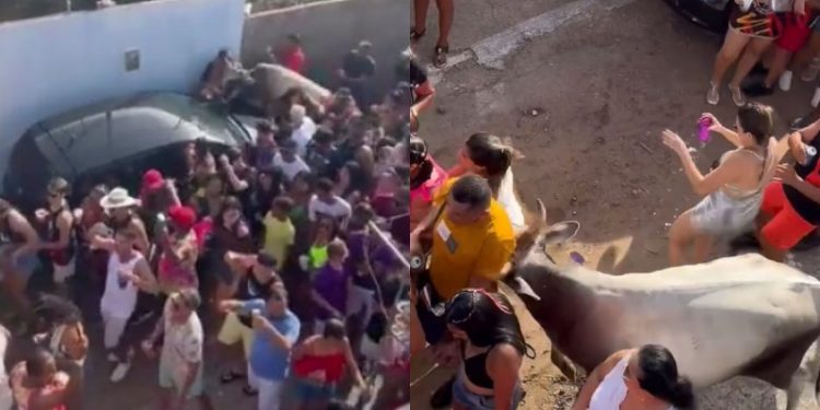 Vaca surge no meio de folião e ‘maceta’ brincantes do Carnaval
