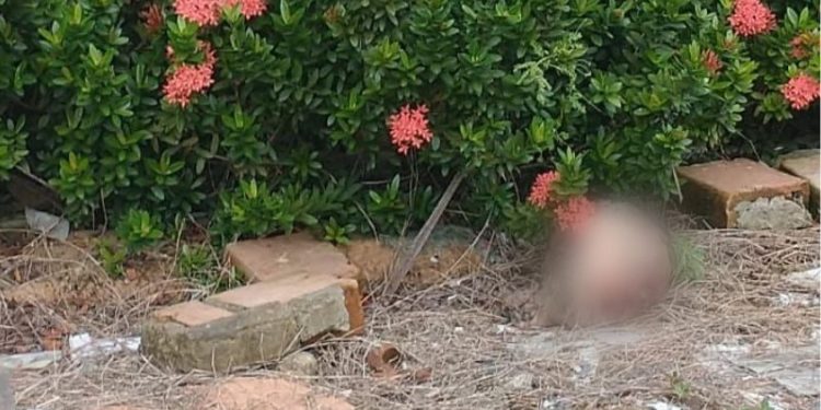 Bizarro: Cabeça de homem é jogada em rua na Zona Norte de Manaus e encontrada por moradores