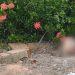 Bizarro: Cabeça de homem é jogada em rua na Zona Norte de Manaus e encontrada por moradores