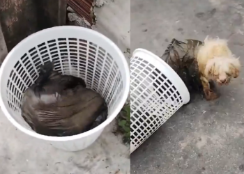 Vídeo: Cachorros são encontrados quase morrendo asfixiados no bairro Coroado