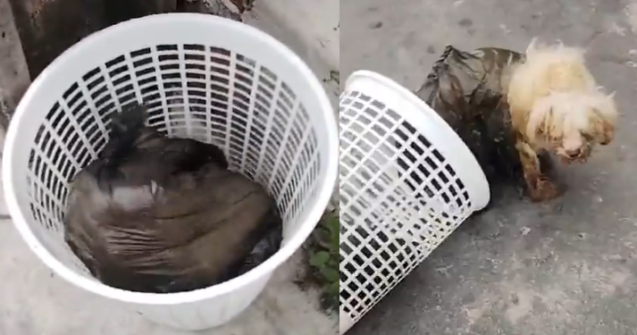 Vídeo: Cachorros são encontrados quase morrendo asfixiados no bairro Coroado