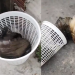 Vídeo: Cachorros são encontrados quase morrendo asfixiados no bairro Coroado
