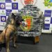 Mulher é presa no Amazonas com mais de 14 quilos de cocaína para abastecer Carnaval em Manaus