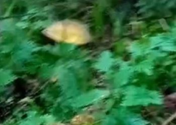 Agricultores vão roçar e dão de cara com cadáver com sete tiros na cabeça no Amazonas