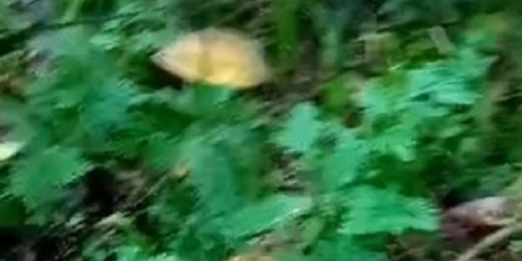 Agricultores vão roçar e dão de cara com cadáver com sete tiros na cabeça no Amazonas