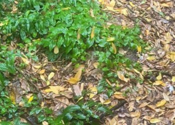 Moradores da Compensa encontram cadáver, mas não acham a cabeça do corpo