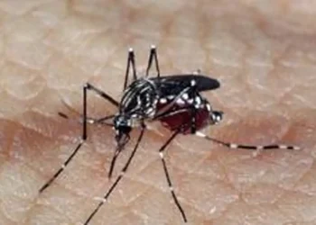 Dengue mata vítima de 2 anos e febre oropouche mata adolescente de 15 anos em Manaus
