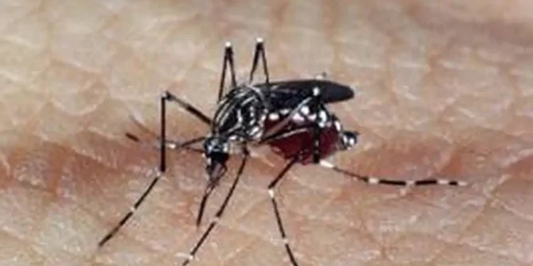 Dengue mata vítima de 2 anos e febre oropouche mata adolescente de 15 anos em Manaus