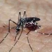 Dengue mata vítima de 2 anos e febre oropouche mata adolescente de 15 anos em Manaus