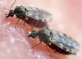 Saiba o que é a febre Oropouche, doença que tem sido registra com mais frequência no Amazonas