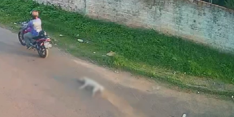 Absurdo: Motoqueiro aparece arrastando cachorro morto por rua em Itacoatiara; veja