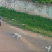 Absurdo: Motoqueiro aparece arrastando cachorro morto por rua em Itacoatiara; veja