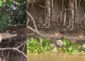 Vídeo: turistas flagram onça-pintada dando bote e ‘almoçando’ jacaré