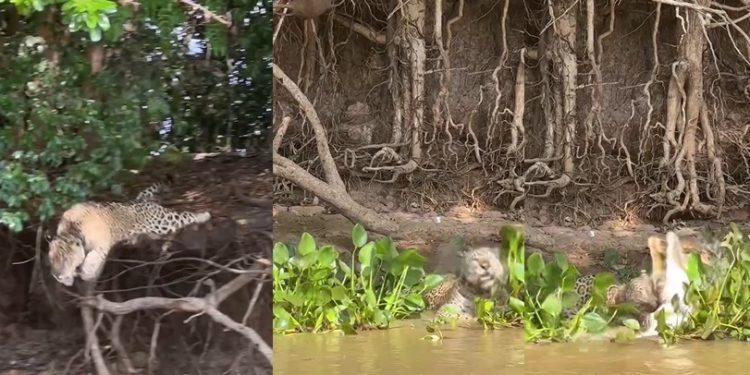 Vídeo: turistas flagram onça-pintada dando bote e ‘almoçando’ jacaré