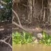 Vídeo: turistas flagram onça-pintada dando bote e ‘almoçando’ jacaré
